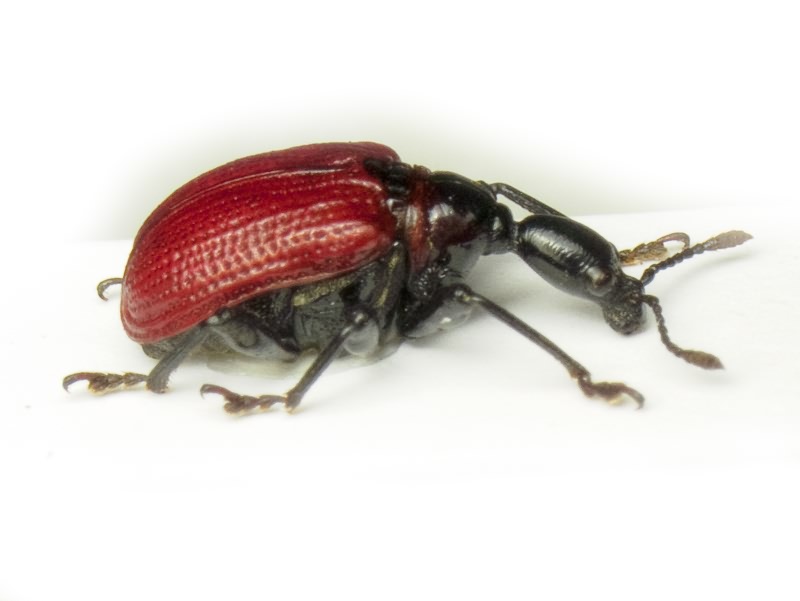 Apoderus coryli (Linnaeus, 1758)